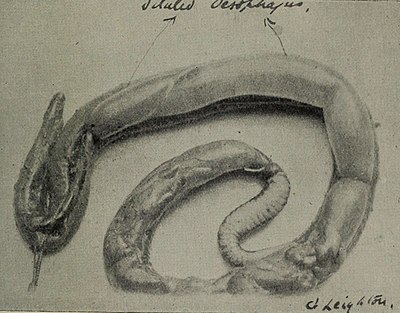 image of an oesophagus of an adder