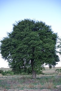 Guaraniná (Sideroxylon obtusifolium).