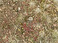 Sparse vegetation, Kinnekulle, Sweden