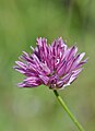 Άλλιο του Χέλντραϊχ (Allium heldreichii), Όρος Όλυμπος, Πιερία