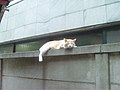 2005年10月14日 (金) 14:02時点における版のサムネイル