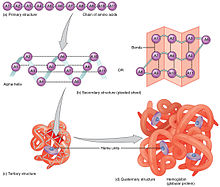 The (a) primary, (b) secondary, (c) tertiary, and (d) quaternary structures of a hemoglobin protein 225 Peptide Bond-01.jpg