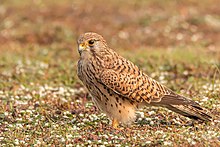 Photo d'un Faucon crécerelle posé dans une prairie fleurie et regardant le sol