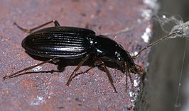 Agonum punctiforme