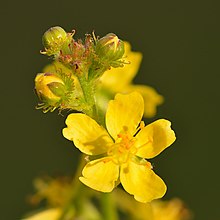 Agrimonia eupatoria