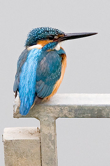 Common Kingfisher (also known as Eurasian King...