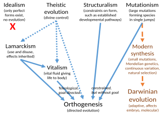 Multiple explanations have been offered since the 19th century for how evolution took place, given that many scientists initially had objections to natural selection. Many of these theories led (solid blue arrows) to some form of orthogenesis, with or without invoking divine control (dotted blue arrows) directly or indirectly. For example, evolutionists like Edward Drinker Cope believed in a combination of theistic evolution, Lamarckism, vitalism, and orthogenesis, represented by a sequence of arrows on the left of the diagram. The development of modern Darwinism is indicated by dashed orange arrows. Alternatives to Darwinism.svg