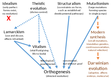 Multiple alternatives to Darwinism have been offered since the 19th century to explain how evolution took place, given that many scientists initially objected to natural selection. Many of these theories, including structural or developmental constraints, led (solid blue arrows) to some form of directed evolution (orthogenesis), with or without invoking divine control (dotted blue arrows). These theories were largely swept aside by the modern synthesis of genetics and natural selection in the early 20th century (dashed orange arrows). Alternatives to Darwinism.svg