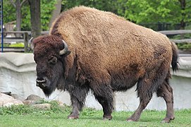 Amerikanischer Bison (Bos bison)