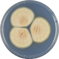 Aspergillus petrakii growing on CYA plate