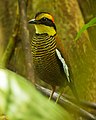 Jike la Malayan banded pitta