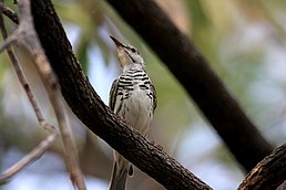 Медолик смугастий (Ramsayornis fasciatus)