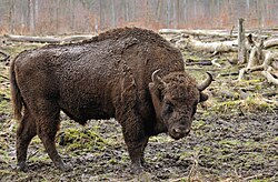 Visenttjur efter Låglands-Kaukasuslinjen i Wisentgehegene Springe i Tyskland