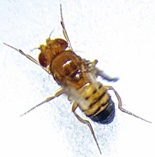 Triple mutant male fruit fly (Drosophila melanogaster) exhibiting black body, vestigial wings, and brown eyes mutations Black Body Mutation Drosophila melanogaster male.jpg