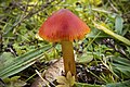 !!Hygrocybe conica!!