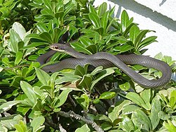 southern black racer