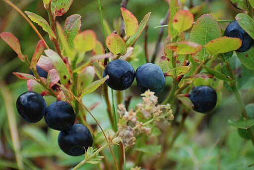 Blueberries-Littleisland