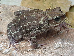 Description de l'image Bufo peltocephalus01.jpg.