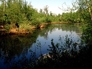 Natuurgebied Burlo-Vardingholter Venn und Entenschlatt, vennetje