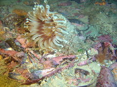 The False Bay burrowing anemone is common at this site.