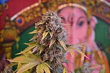 Cannabis DSC 0449 (26635537216).jpg