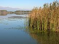 Röhricht am Ufer