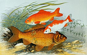 Dessin d'un gros poisson brun doré et deux plus petits rouges et blanc