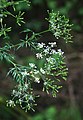 (Chaerophyllum aromaticum)