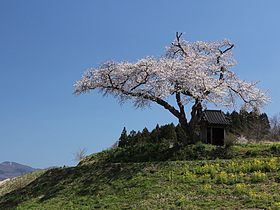 小沢の桜