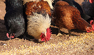 Chickens pecking at feed