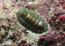 Chiton mauricien (Rhyssoplax mauritiana)