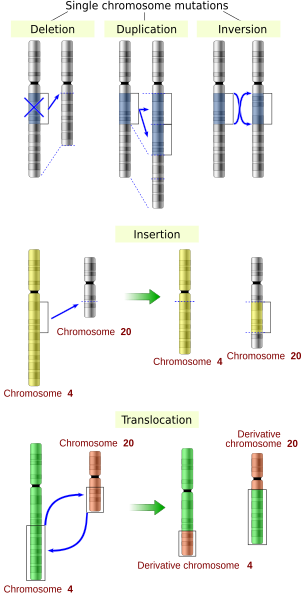 Five types of chromosomal mutations Chromosomes mutations-en.svg