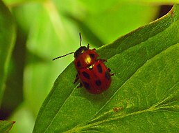 Gonioctena fornicata