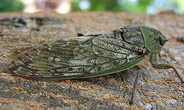 Egy ugandai énekeskabóca (Cicada sp.)