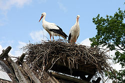 Hvid stork