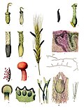 Miniatura para Clavicipitaceae