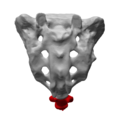 Ludzka kość guziczna zaznaczona na czerwono
