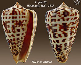 Conus jickelii