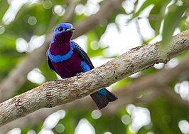 Gevlekte cotinga