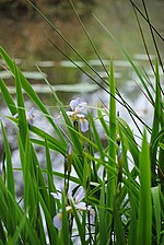 Crosby-arboretum-pondside-iris.jpg