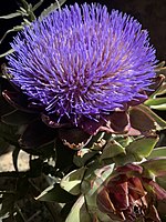 This artichoke bloom pic is on Uyghur language Wikipedia article, كەنگەر