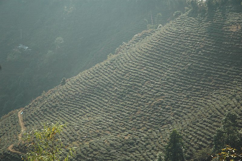 الشاي الاشهر في العالم 800px-Darjeeling_Tea_Plantation,_India