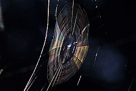 Diffraction pattern in spiderweb.JPG