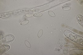 Spores