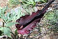 Dracunculus vulgaris