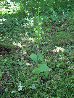 Epipactis albensis