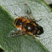 Eristalis horticola male