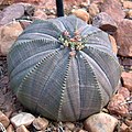 Euphorbia obesa