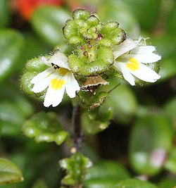 コケコゴメグサ、木曽山脈の木曽駒ヶ岳、長野県木曽郡木曽町にて、2016年8月10日撮影