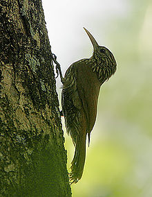 streak headed woodcreeper